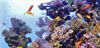 coral_201308.jpg