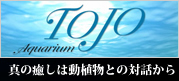 tojo