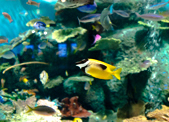 熱帯魚が心と体を癒す 幻想的な光に彩られたアクアリウムは見る人に心に深い癒しと健康をもたらします